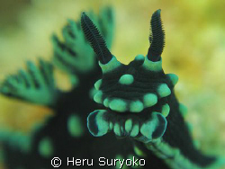 nembrotha portrait by Heru Suryoko 